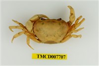 藏品(藍灰澤蟹)的圖片